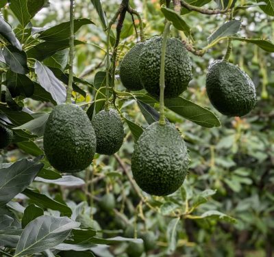 Biokiyo_farm_avocados