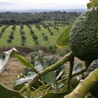 avacado-600x330
