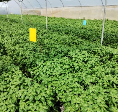 bio-kiyo-farm-herbs
